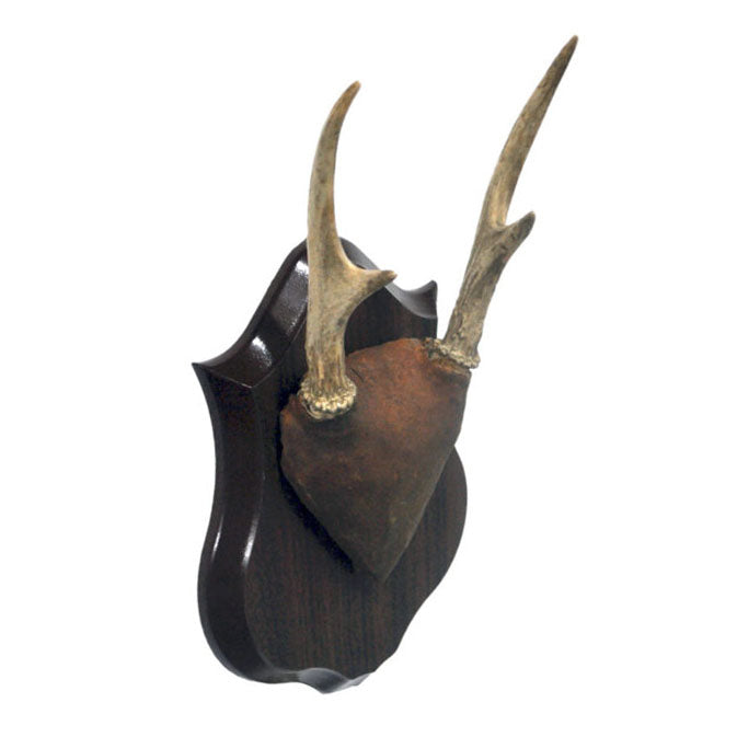 Muntjac Deer Antlers