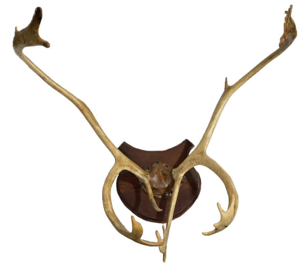 Caribou Antlers