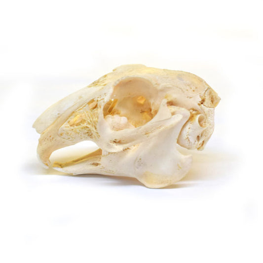 Rabbit Skull