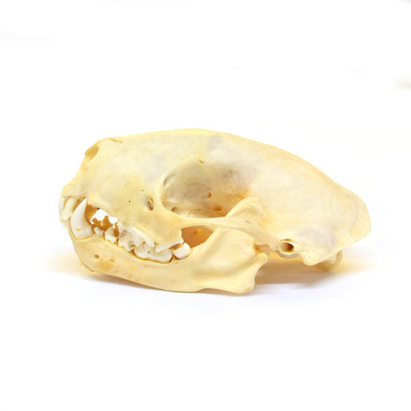 Skunk Skull