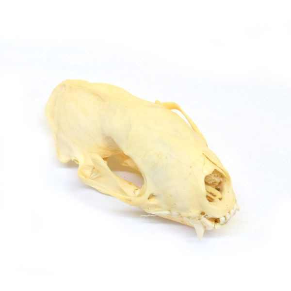 Skunk Skull