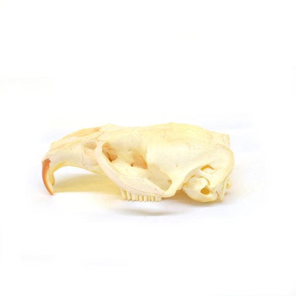 Muskrat Skull