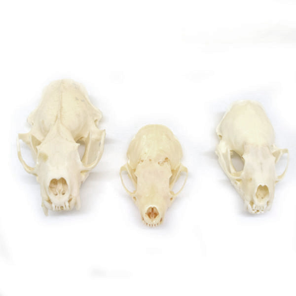 Mink Skull