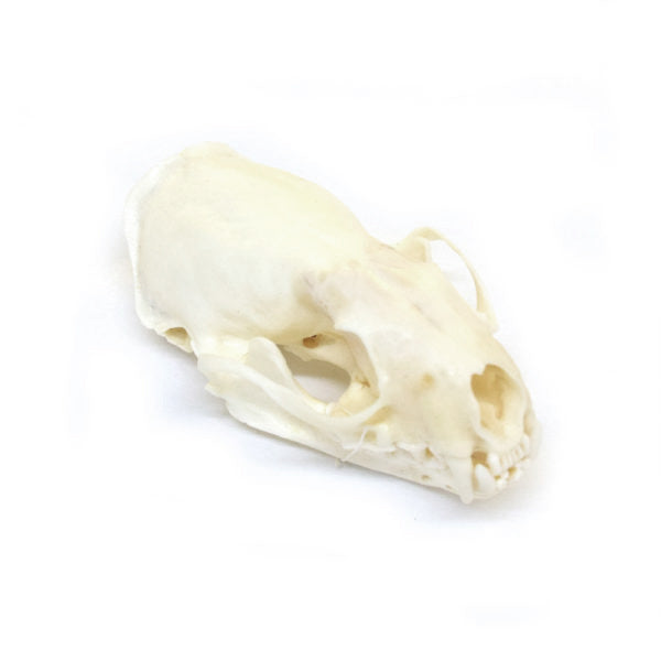 Mink Skull