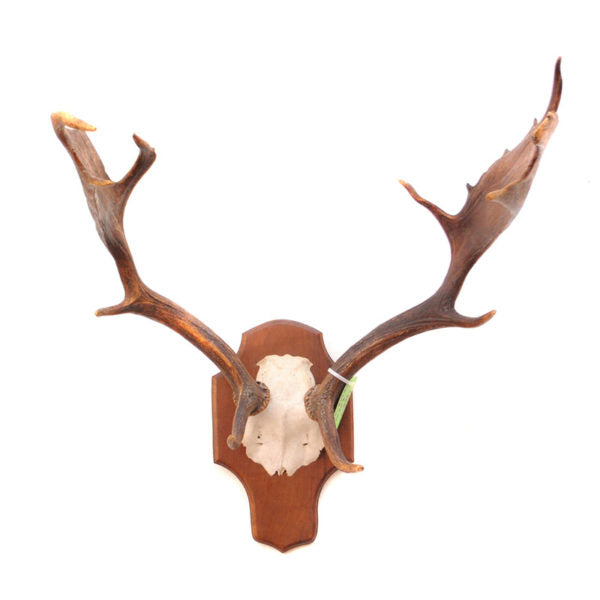 Fallow Deer Rack