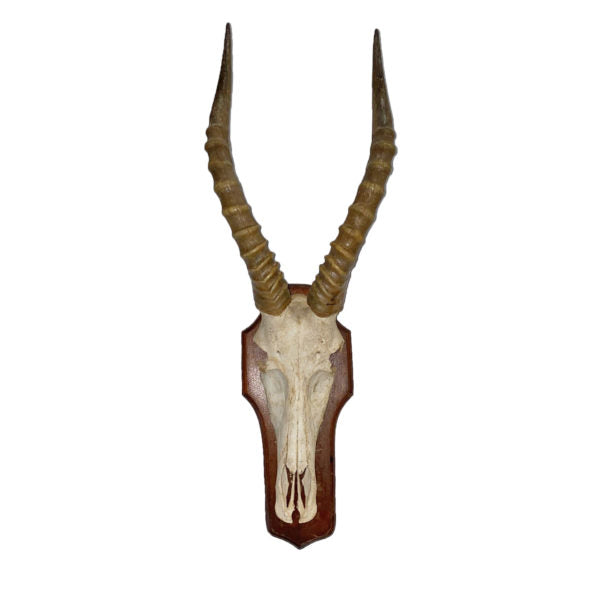 Blesbok