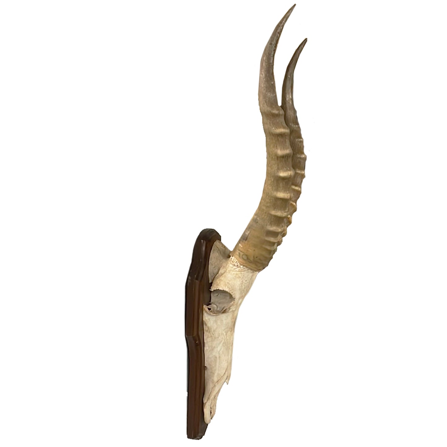 Blesbok