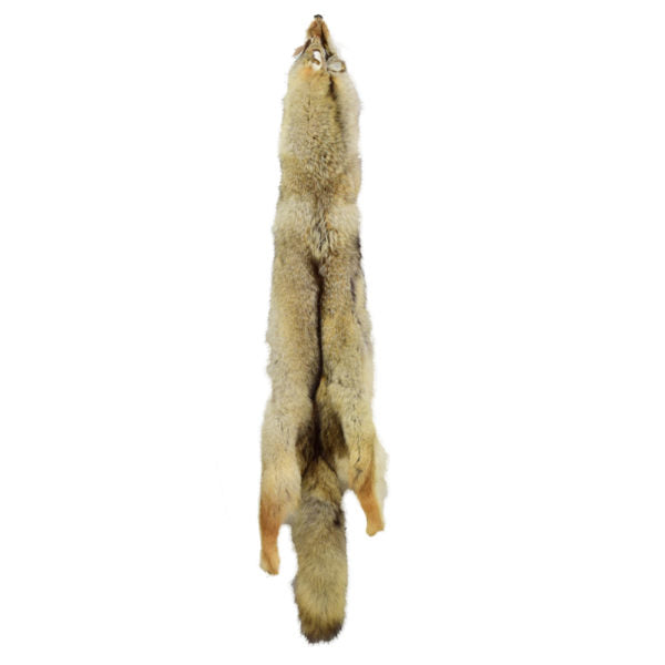 Coyote Hides Pelt