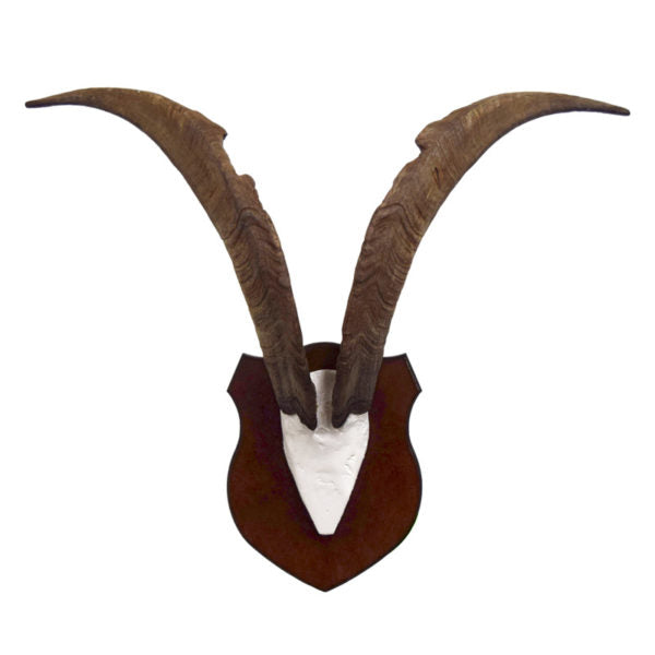 Feral Goat Horns