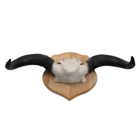 Yak