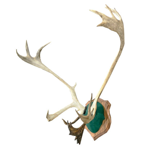 Caribou Antlers