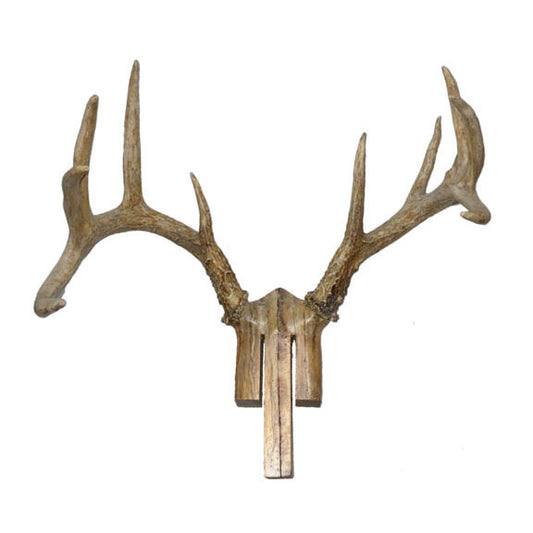 Whitetail Antlers