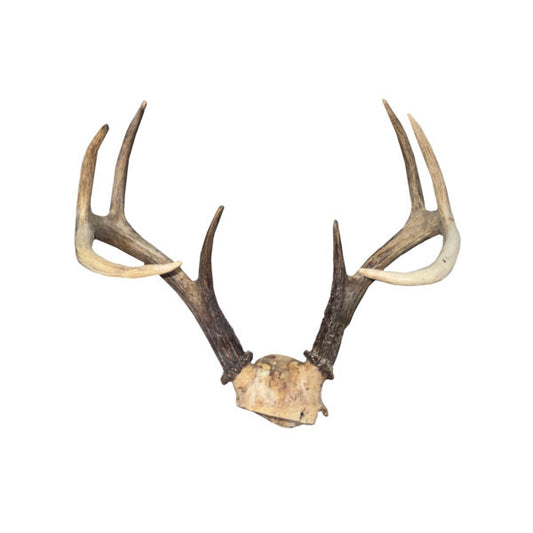 Whitetail Antler Rack