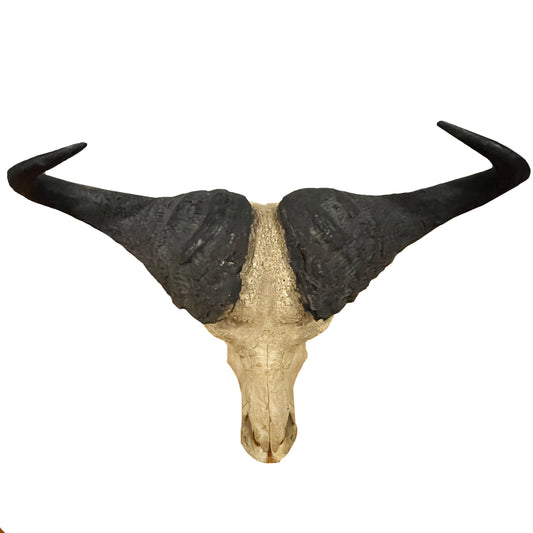 Cape Buffalo