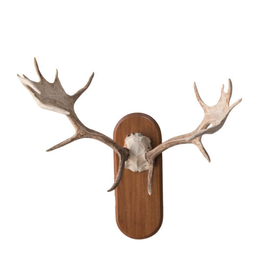 Fallow Deer Rack