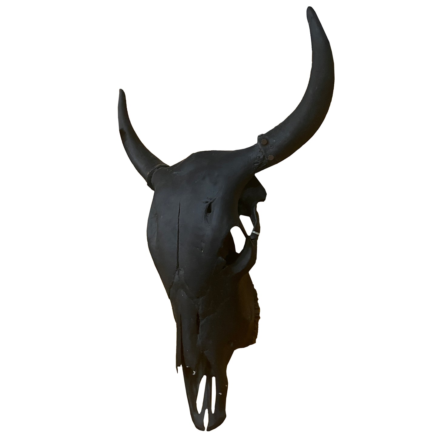 Black Steer