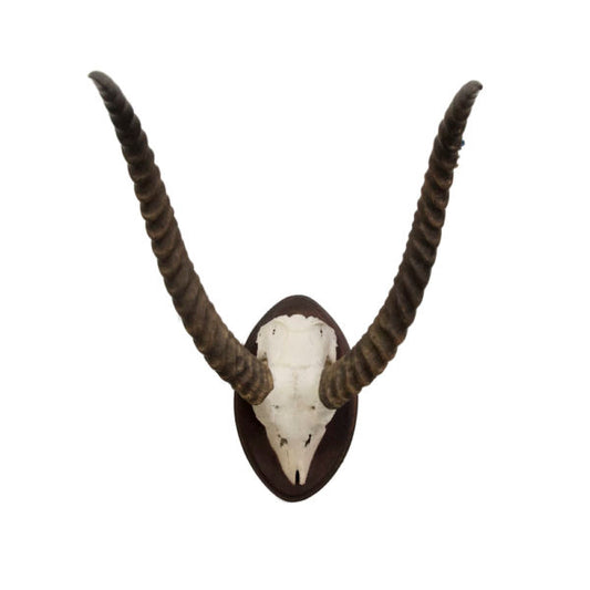 Lechwe Skull