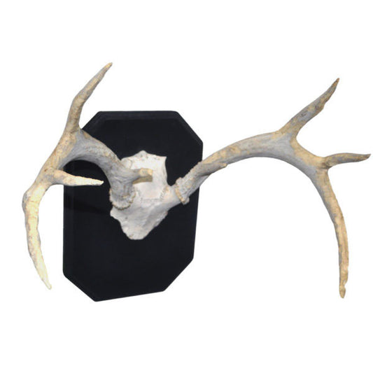 Whitetail Deer Antlers & Skull