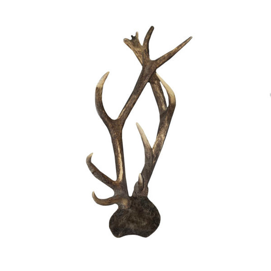 Elk Antler