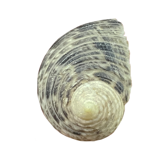 Nerite Shell