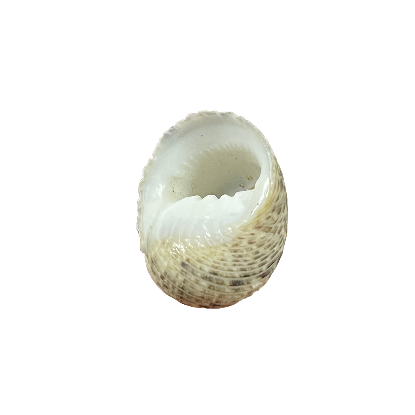 Nerite Shell