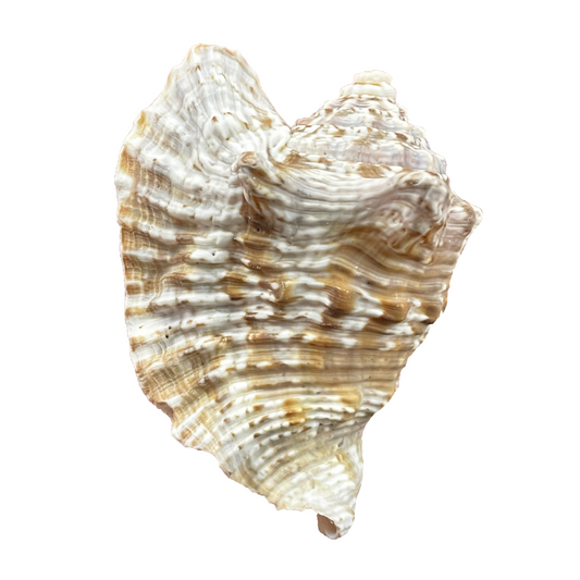 Milk Conch Shell