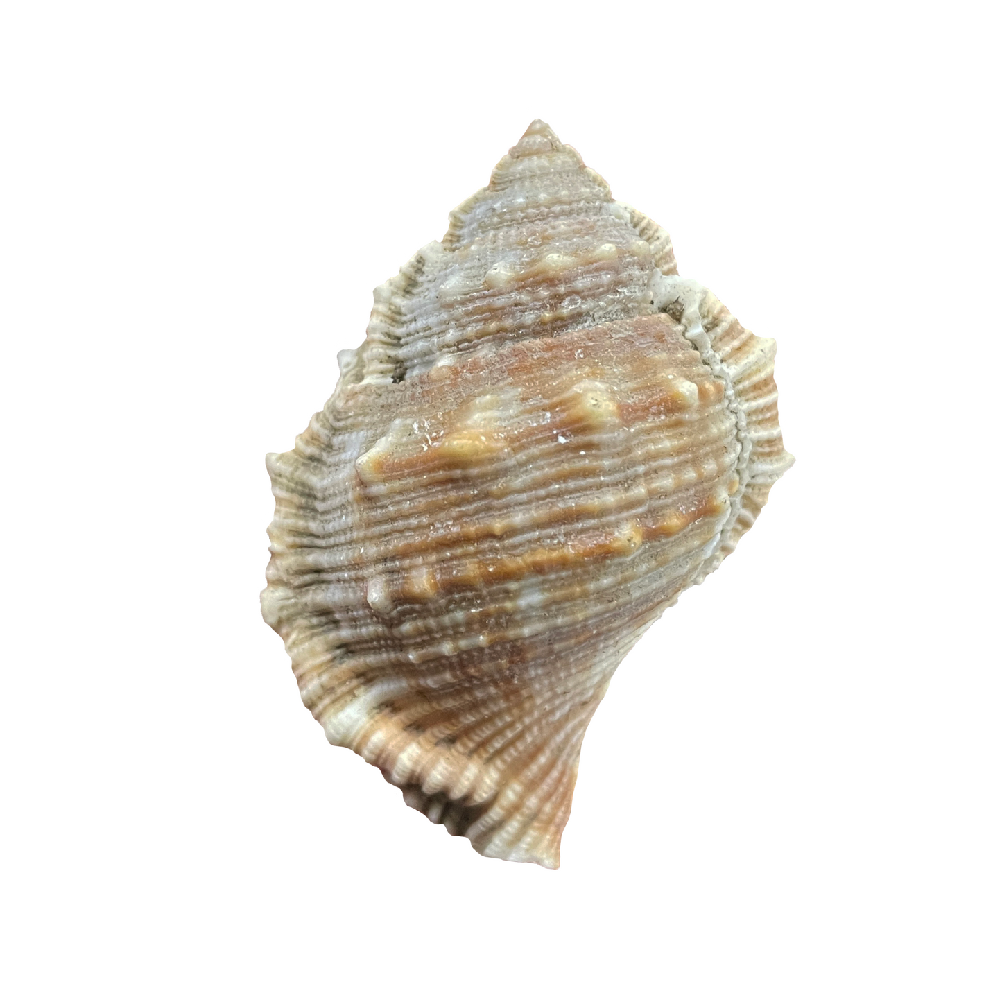 Bufonaria Shell