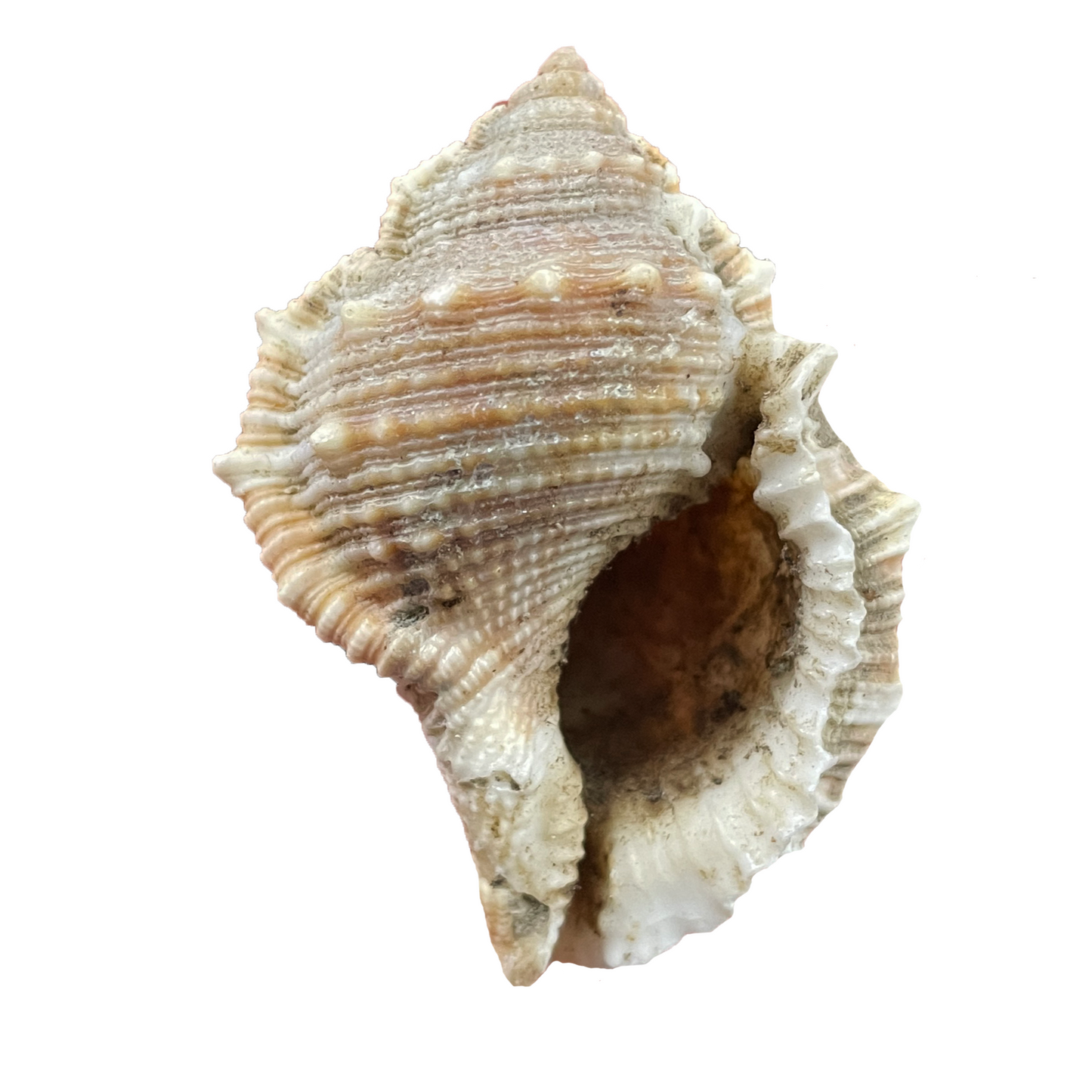 Bufonaria Shell