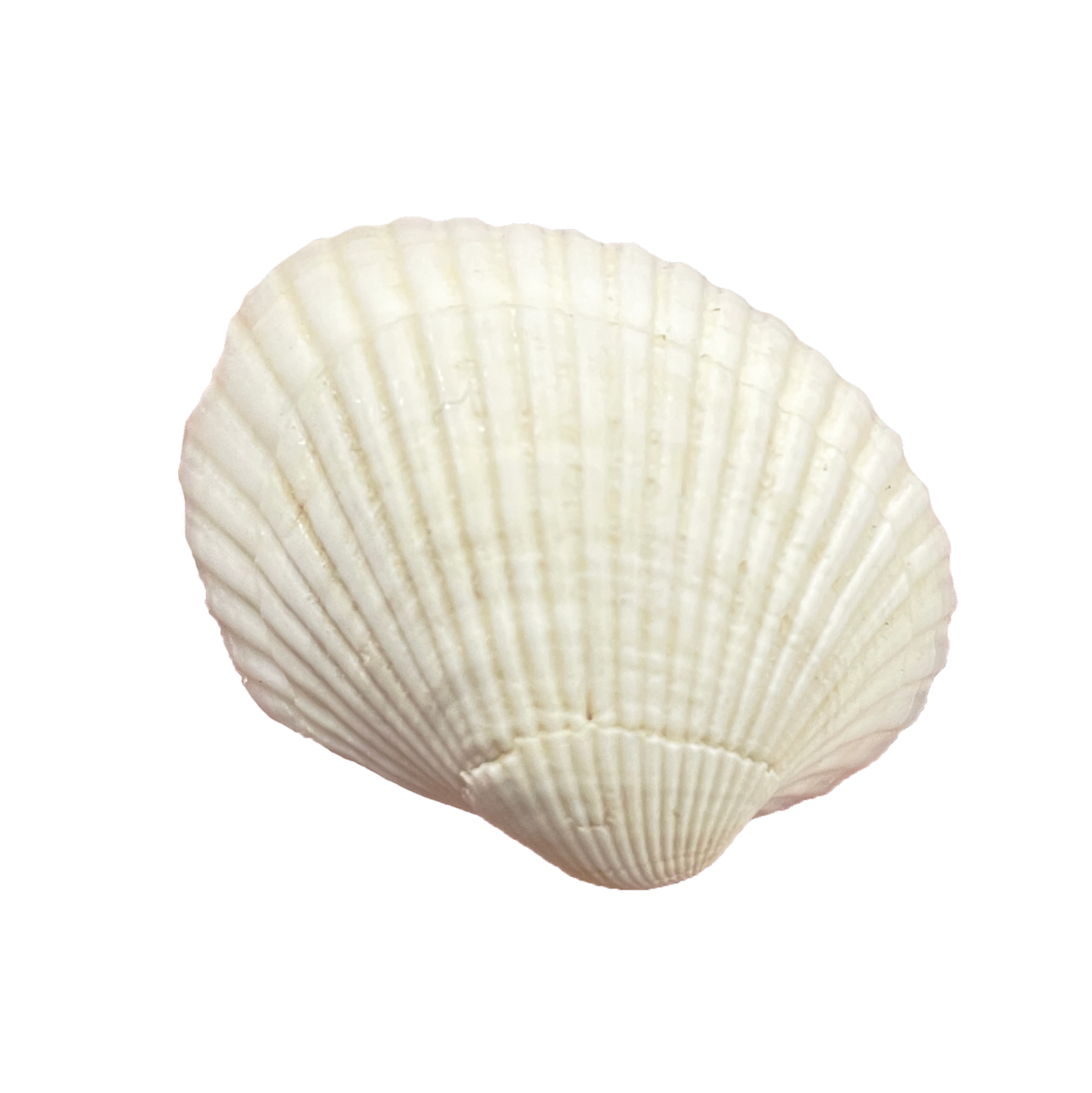Ark Shell Drawing White Ark Shell | Elegant Natural Shell for Décor & Crafts – Art By God
