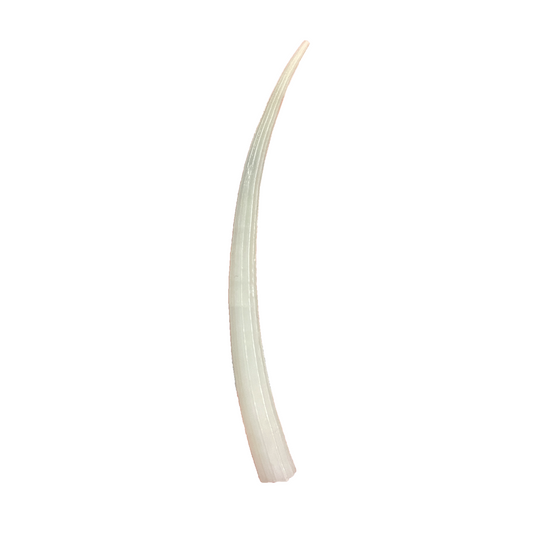 Sea Tusk