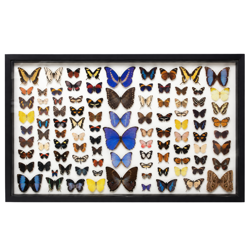 Amazonian Butterfly Collection