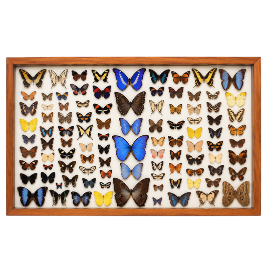 Amazonian Butterfly Collection