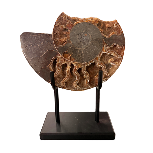 Cleoniceras Ammonite