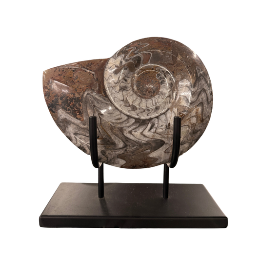Goniatite Ammonite