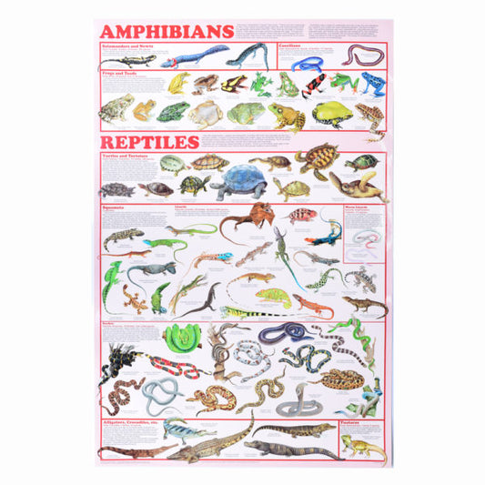 Amphibians & Reptiles Poster