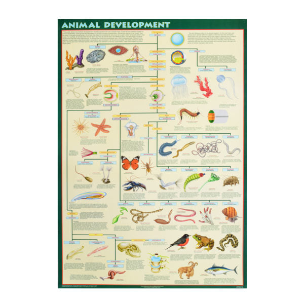 Animal Development Tree Shop Animal Development Posters | Art By God | Unique Educational Décor