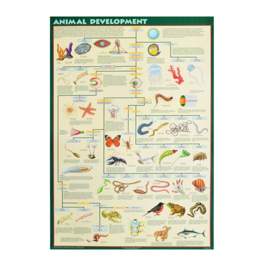 Animal Development Poster