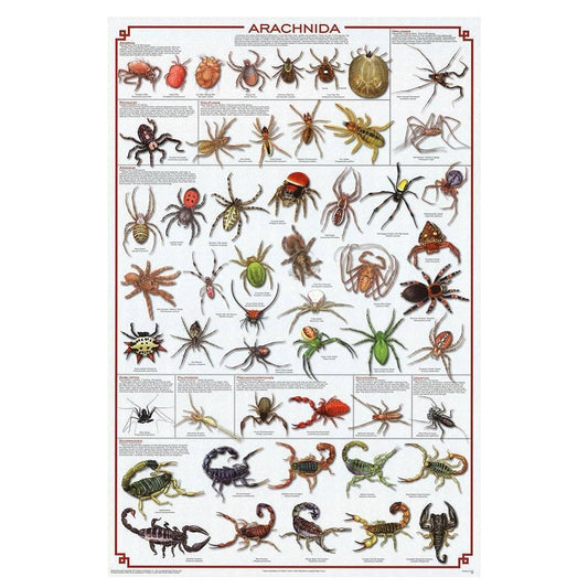 Arachnida Poster