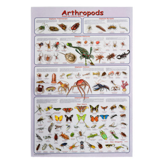 Arthropods Poster