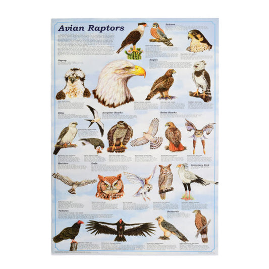 Avian Raptors Poster