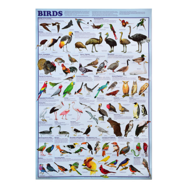 Birds Poster