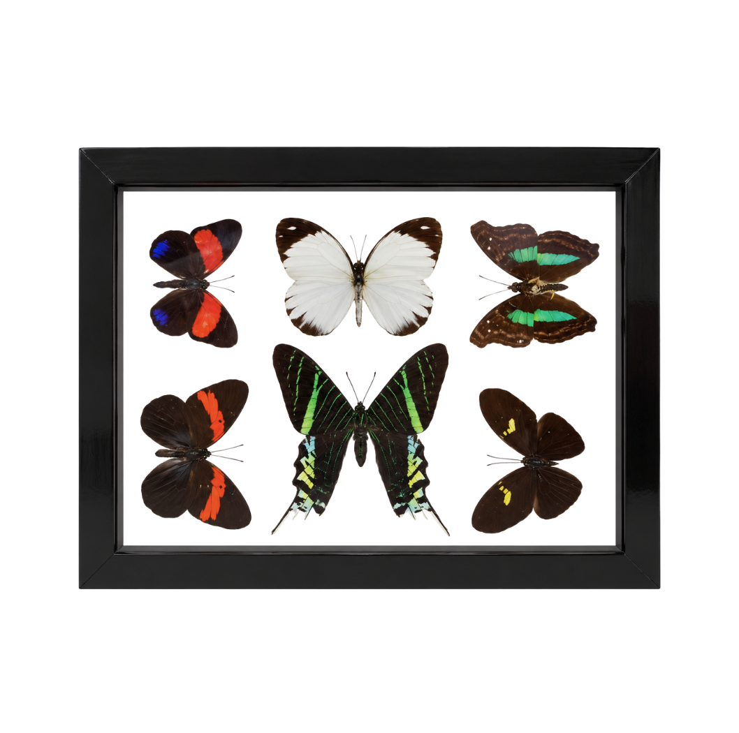 Assorted Butterflies