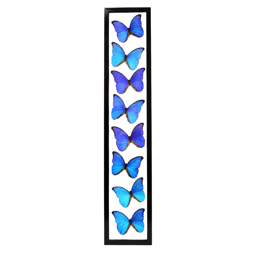 Blue Morpho Butterflies