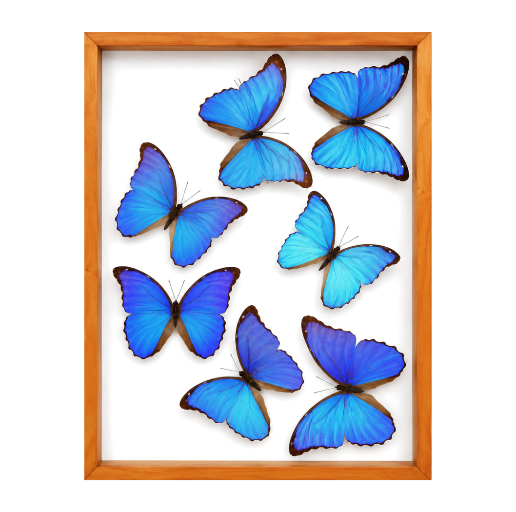 Blue Morpho Butterflies