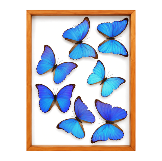 Blue Morpho Butterflies