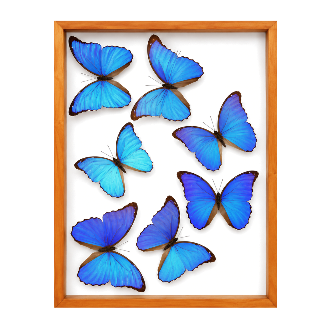 Blue Morpho Butterflies