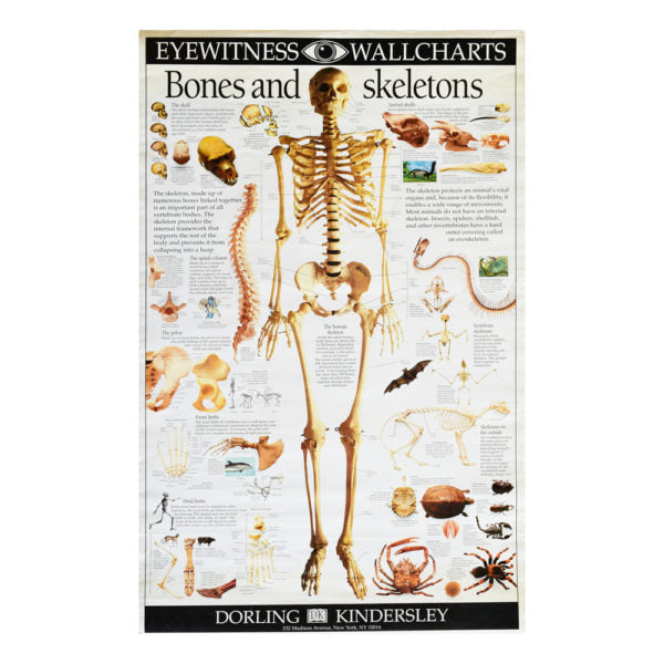 Bones & Skeleton Posters | Art By God | Unique Natural Art