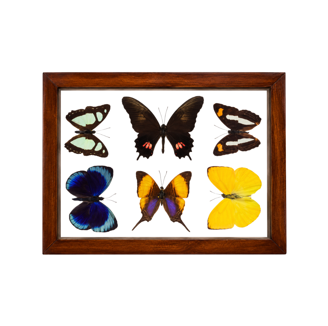 Assorted Butterflies