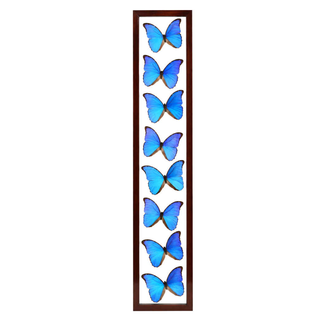 Blue Morpho Butterflies