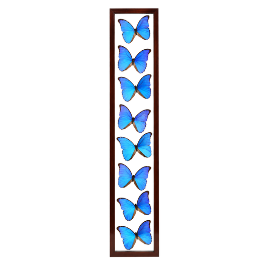 Blue Morpho Butterflies